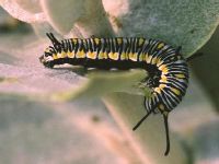 Plain Tiger Caterpillar