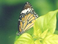Striped Tiger