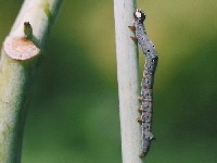 Achaea janata