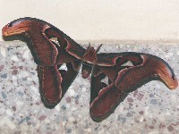 Atlas Moth