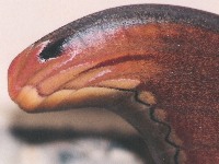 Wingtip of Atlas Moth