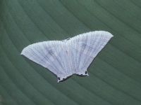 Pseudomicronia caelata
