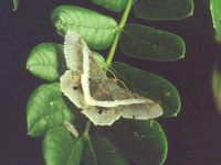 Banded Geometer