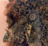 Death's Head Hawk-Moth