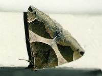 A Dysgonia moth