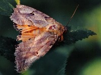 Eudocima materna