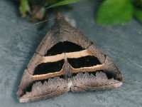 Grammodes geometrica