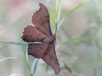 Inchworm Moth