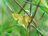 Unidentified Moth