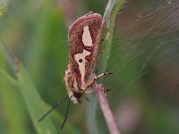 Unidentified Moth