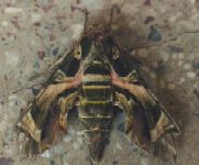Oleander Hawk-Moth