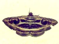 Owlet Moth