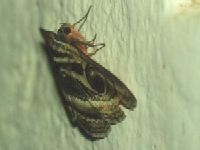 Owlet Moth