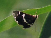 Spoladea recurvalis