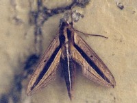 Theretra silhetensis