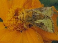 Thysanoplusia orichalcea