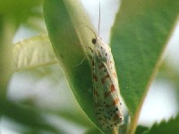 Utetheisa lotrix