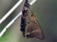 Common Banded Awl