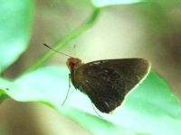 Common Redeye
