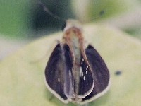 Rice Swift