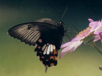 Common Mormon