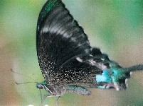 Common Banded Peacock
