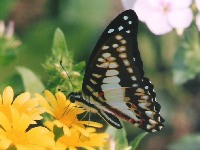 Common Jay UN