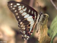 Common Jay
