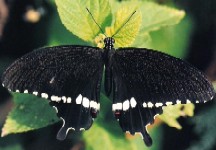 Common Mormon