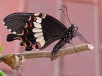 Common Mormon