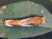 Common Mormon