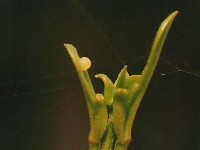 Common Mormon egg