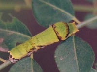 Common Mormon