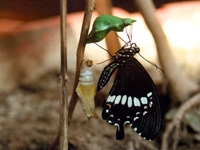 Common Mormon male