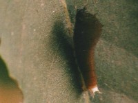 Common Jay Caterpillar