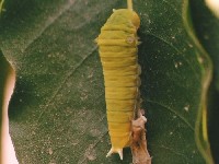 Common Jay Caterpillar