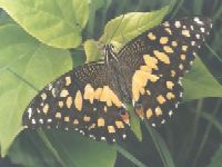Lime Butterfly