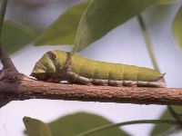 Lime Butterfly