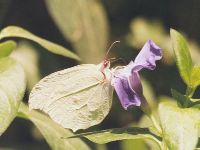 Common Brimstone