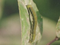 Common Emigrant
