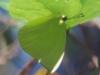 Common Emigrant Male