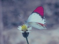 Male Crimson Tip