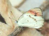 Female Crimson Tip
