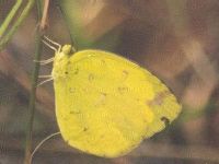 Common Grass Yellow