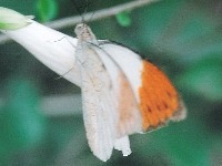 Great Orange Tip