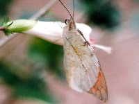 Great Orange Tip