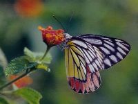 Common Jezebel