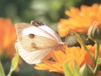 Large Cabbage White
