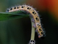 Large Cabbage White