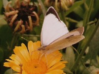 Large Cabbage White